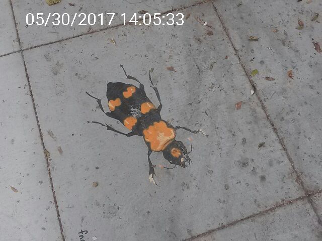 Graffiti at 761 FILLMORE ST